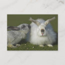 Search for angora Angora rabbit