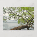 Recherche de lacs de doigt cartes postales Eau