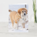 Search for pyrenees cards Puppy