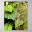 Search for remote art Tropical