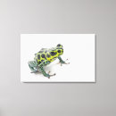 Search for darts canvas prints Amphibian