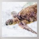 Recherche de realistic posters Watercolor