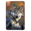 Search for wolf rectangular magnets Animals