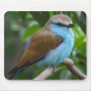 Recherche de joli oiseau tapis souris Oiseaux
