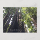 Search for sempervirens Redwoods