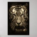 Recherche de tiger wall posters Faune