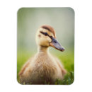 Search for mallards magnets Bird