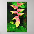 Search for heliconia Heliconia flower