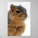 Recherche de renard drôle posters Nature