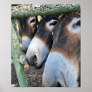Recherche de ânes posters Burro