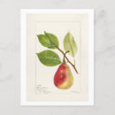 Recherche de poires cartes postales Fruit