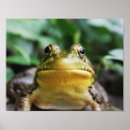 Recherche de grenouille verte art Nature