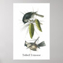 Search for titmouse posters Tufted
