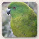 Recherche de perruches dessous de verres Oiseau