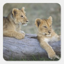 Search for masai mara stickers Lincoln peak