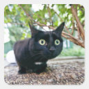 Search for hiding stickers Outdoors