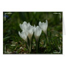 Search for crocuses White
