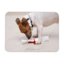 Recherche de espiègle maison deco Chien