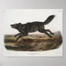 Search for black wolf posters Wolves
