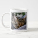 Search for baby kitten mugs Cute baby animal