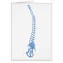 Recherche de sacrum Squelette