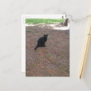 Recherche de petit chat cartes postales Unique