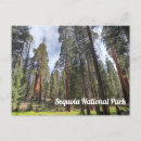 Search for sequoia national park postcards California