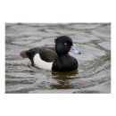 Recherche de mâle posters Faune