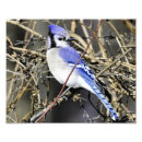 Search for bluejays posters Wildlife
