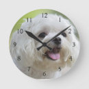 Recherche de maltais horloges Animaux domestiques