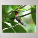 Search for ruby red posters Birds