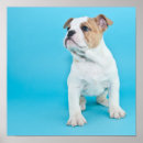 Search for cute bulldog posters Usa