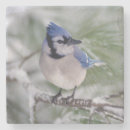 Search for cristata Bird