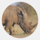 Search for rhino stickers Animals