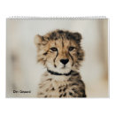 Search for cheetah calendars Zoo