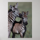 Recherche de wildlife posters Zèbre