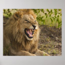 Recherche de okavango posters Nature