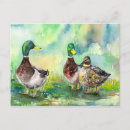 Recherche de canards cartes postales Oiseaux