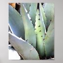 Search for agave posters Succulent