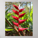 Search for heliconia posters Colorful