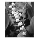 Recherche de le muguet Lis