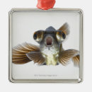 Search for goldfish ornaments Sealife