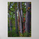 Recherche de arbres rouges posters Nature