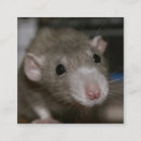 Recherche de rat cartes visite Animal