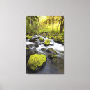 Search for moss canvas prints Plant
