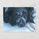 Search for cute faces postcards Animal