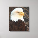 Search for bald eagles canvas prints Raptor