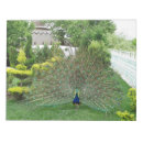 Search for peacocks photography Bird