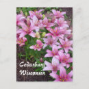 Search for lilly postcards Lillies