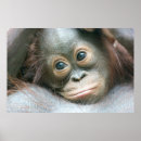 Search for animals in captivity posters Colour image
